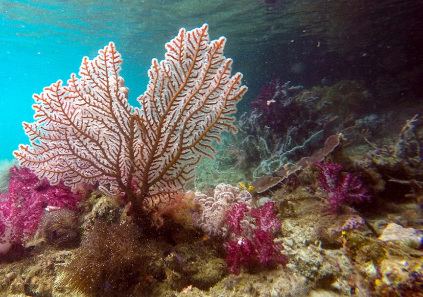 Underwater Adventures in Raja Ampat: An enchanting scene featuring a large, branching coral fan amidst vibrant, colorful formations, all set against a clear, blue-tinted water background.