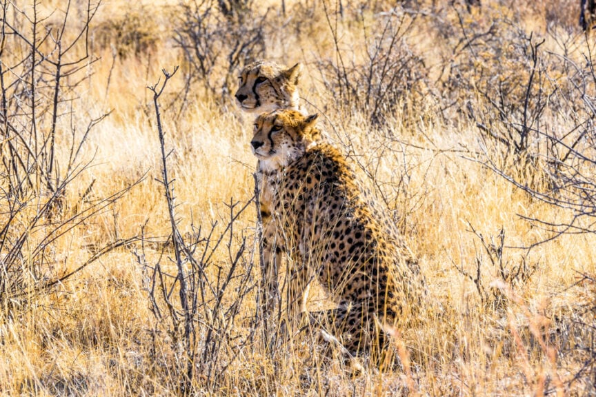 Two cheetahs sit in tall, dry grass with sparse bushes, blending with the surroundings in a savannah landscape. This is one of the best travel experiences Namibia has to offer.
