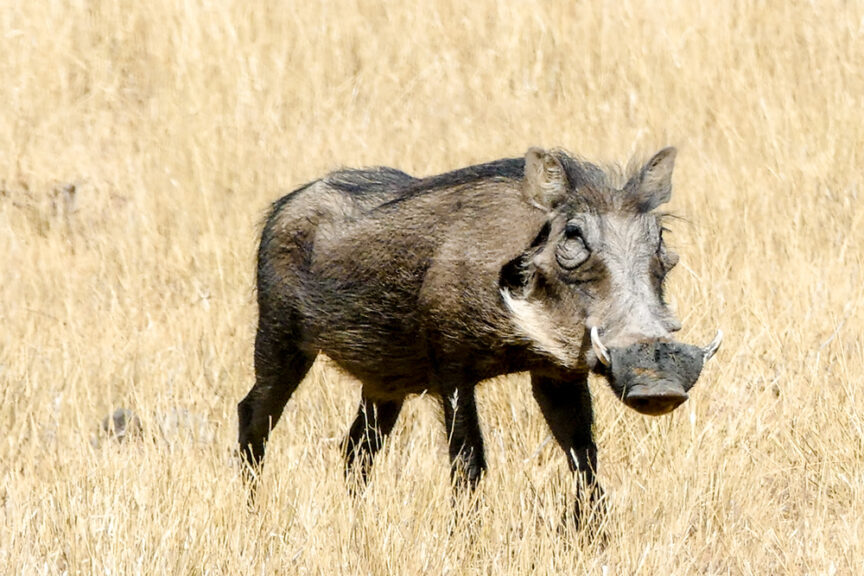 A warthog stands in the dry, yellow grass of Namibia, looking towards the camera, capturing a moment of pristine natural beauty that makes Namibia travel unforgettable.