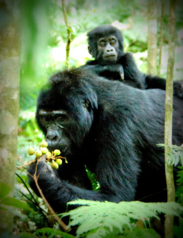 A family of gorillas is captured in a heartwarming portrait, with an adult gorilla eating fruits while a baby clings to its back in the lush, green forest.