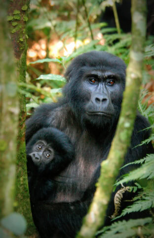 A heartwarming portrait of a gorilla family is captured as the mother and her baby peek from behind the trees in a lush forest, both gazing curiously towards the camera.