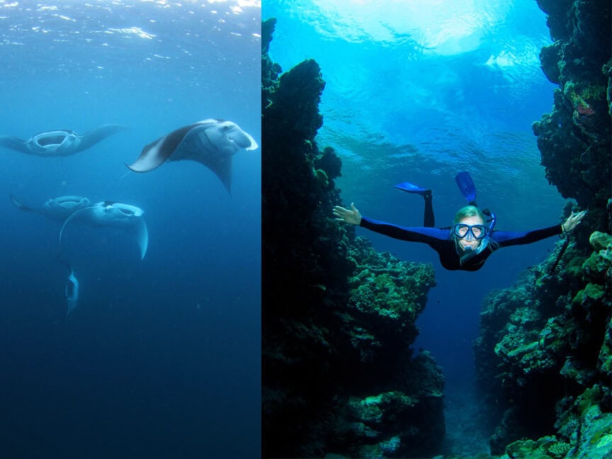 In Palau, you'll be spellbound as a diver swims underwater near coral formations on the right side of the image while three manta rays gracefully glide through the open ocean on the left side.