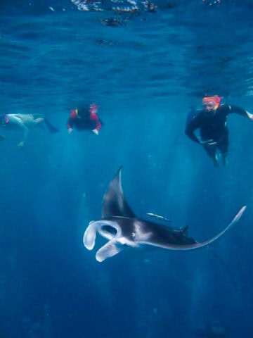 A group of snorkelers takes advantage of the crystal-clear waters, following a majestic manta ray through the deep blue ocean.