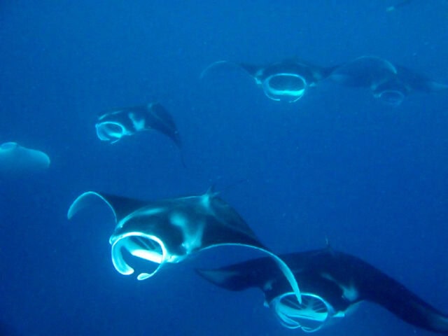 A group of manta rays swims underwater, their mouths open and distinct wing-like pectoral fins spread out, as a snorkeler takes advantage of the deep blue ocean’s clear waters.