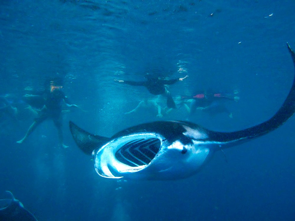 A manta ray glides gracefully underwater, taking advantage of the calm surroundings as it swims near a group of mesmerized snorkelers.