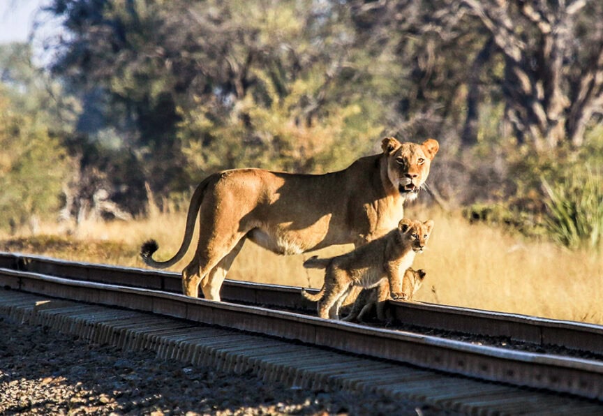 On an amazing morning in Zimbabwe, a lioness and her cub walk along a railway track with grass and trees in the background.