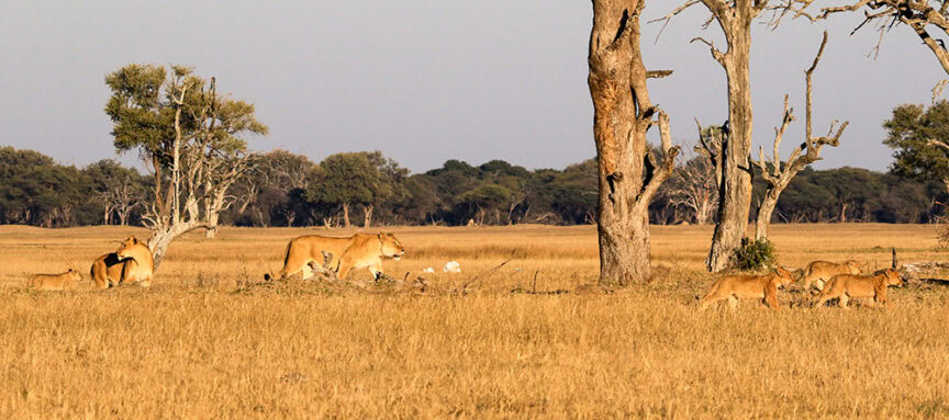 A pride of lions walks through a dry, grassy landscape dotted with trees on an amazing morning in Zimbabwe.