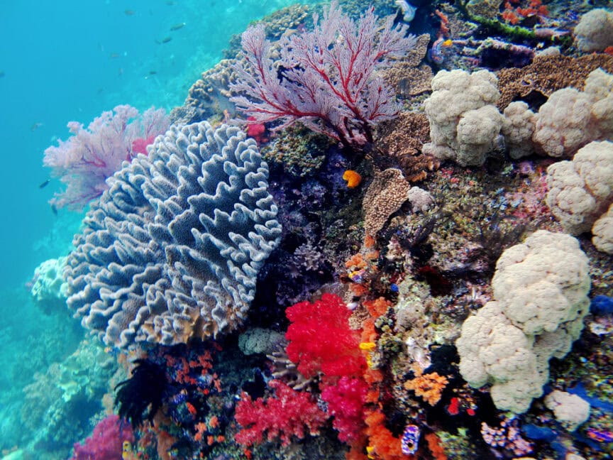Discover the colorful coral reef underwater, teeming with diverse coral species and small fish swimming in clear blue water. Perfect for beginners snorkeling, this vibrant marine haven offers an ideal setting to practice your new snorkeling tips from any good snorkeling guide.