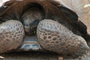 A close-up view of a Galápagos tortoise partially withdrawn into its shell, with its head and front legs visible. The tortoise's textured skin and shell details are prominent, captured beautifully through the lens of Frans Lanting.