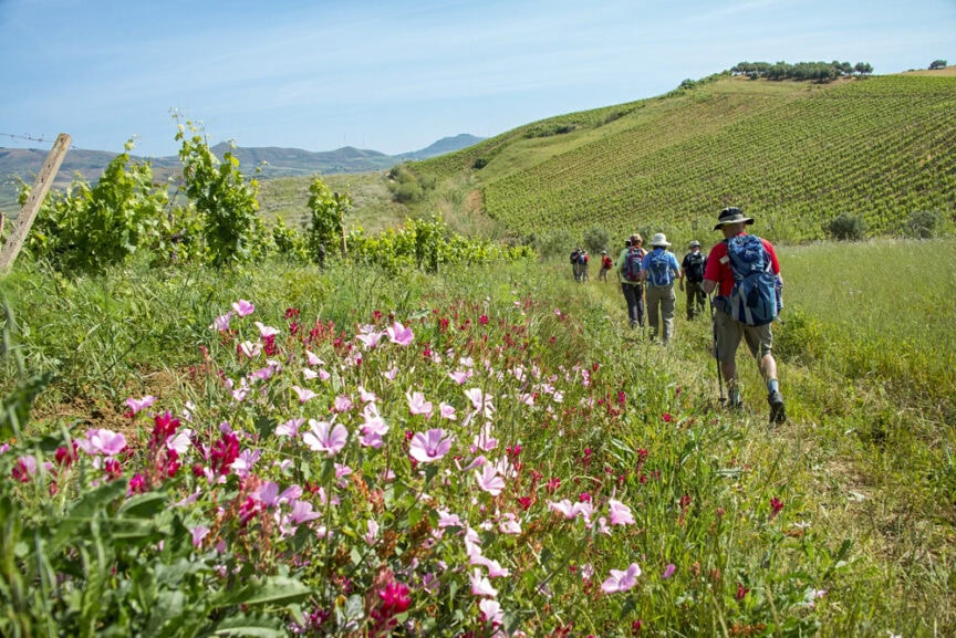 A group of hikers with backpacks walk along a trail through a green, hilly vineyard in Sicily. Pink and red flowers bloom in the foreground, adding a vibrant spotlight to the stunning landscape.