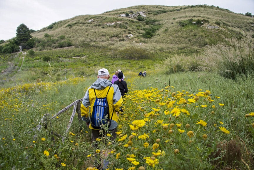 A group of people wearing backpacks hike along a flower-lined trail in the grassy, hilly landscape of Sicily, their journey spotlighted by the mid-morning sun.