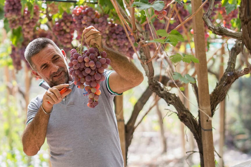 In a renowned wine-growing region, a man inspects and trims a large bunch of red grapes with pruning shears in a vineyard, preparing for his next viticultural adventure.