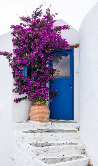 A bright blue door and window are surrounded by vibrant purple bougainvillea on a white wall, with a large terracotta pot at the base and stone steps leading up to the entrance, evoking the charming trails of Greece.