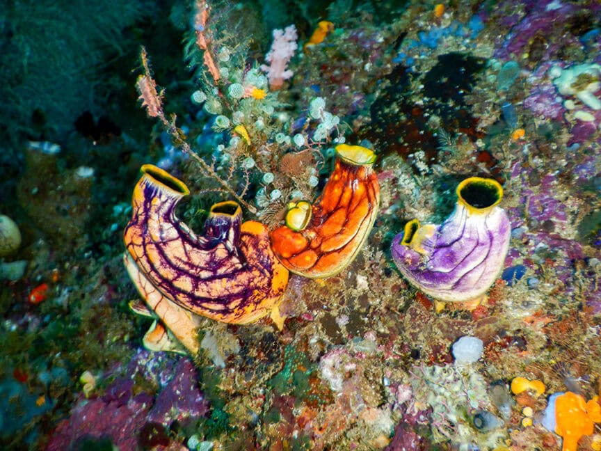 A vibrant underwater scene in Raja Ampat featuring colorful sea squirts attached to a coral reef, surrounded by various marine organisms and algae, showcases the beauty of exploring beneath the water's surface.