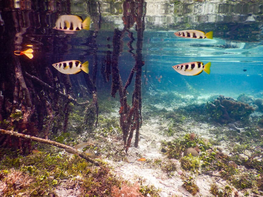 Underwater scene with four yellow and black striped fish swimming near mangrove roots, surrounded by aquatic plants and a sandy substrate, exploring the vibrant waters of Raja Ampat.