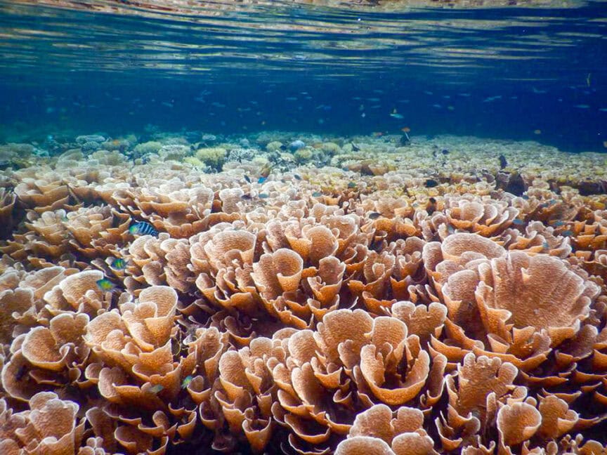 Close-up underwater view of a vibrant coral reef in Raja Ampat with various corals and numerous small fish swimming just below the water's surface.