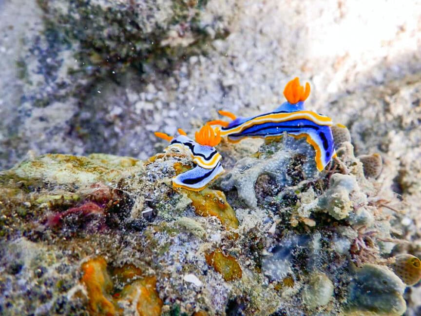 A pair of colorful nudibranchs with blue, orange, and yellow patterns crawl over a rocky underwater surface, exploring the vibrant marine life of Raja Ampat.