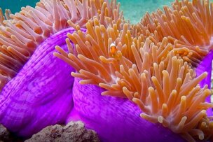 Close-up of a clownfish nestled among the tentacles of a vibrant purple sea anemone underwater, exploring the colorful depths near Raja Ampat.
