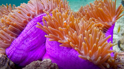 Close-up of a clownfish nestled among the tentacles of a vibrant purple sea anemone underwater, exploring the colorful depths near Raja Ampat.