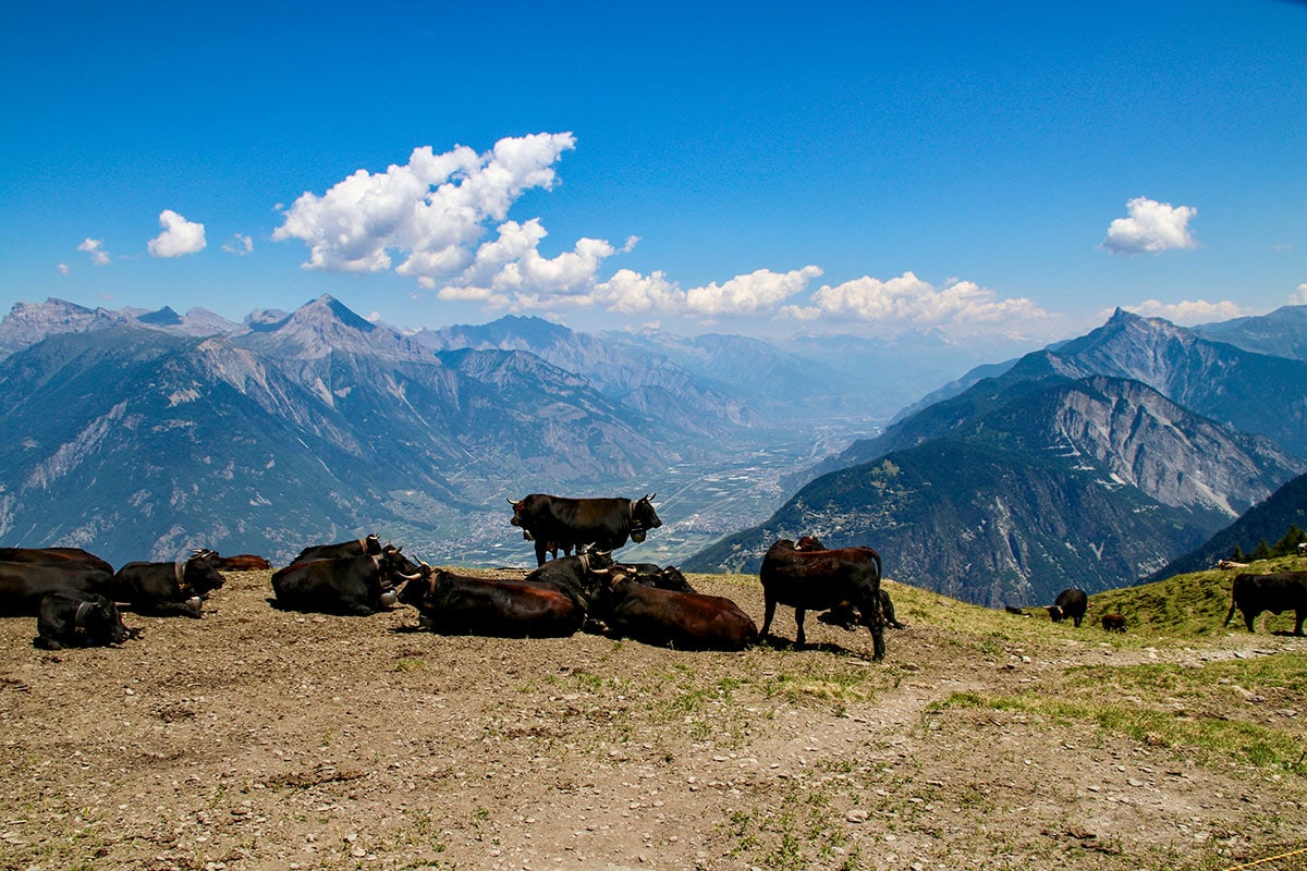 Cattle on TMB trail