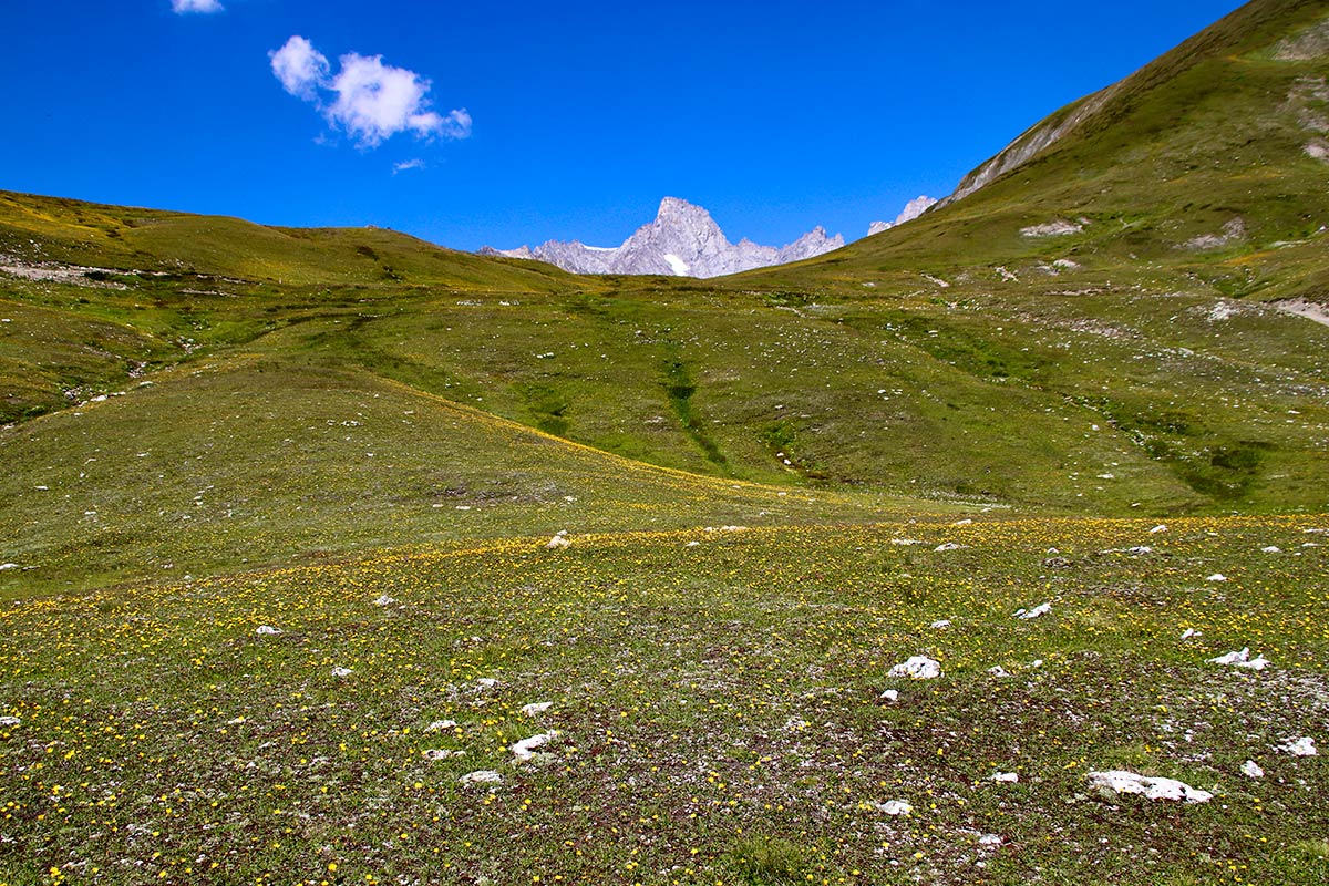 Floral hillside TMB trail