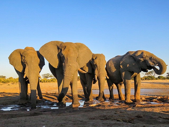 Two people in life jackets paddle a whitewater raft down a river with waves and rocks, surrounded by trees and tall grasses reminiscent of Botswana's landscapes, capturing the thrill one might feel during the Great Elephant Migration.