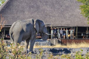 An elephant from the Great Elephant Migration stands near a building with a thatched roof, while a group of people observe and take photos from a deck in the background.