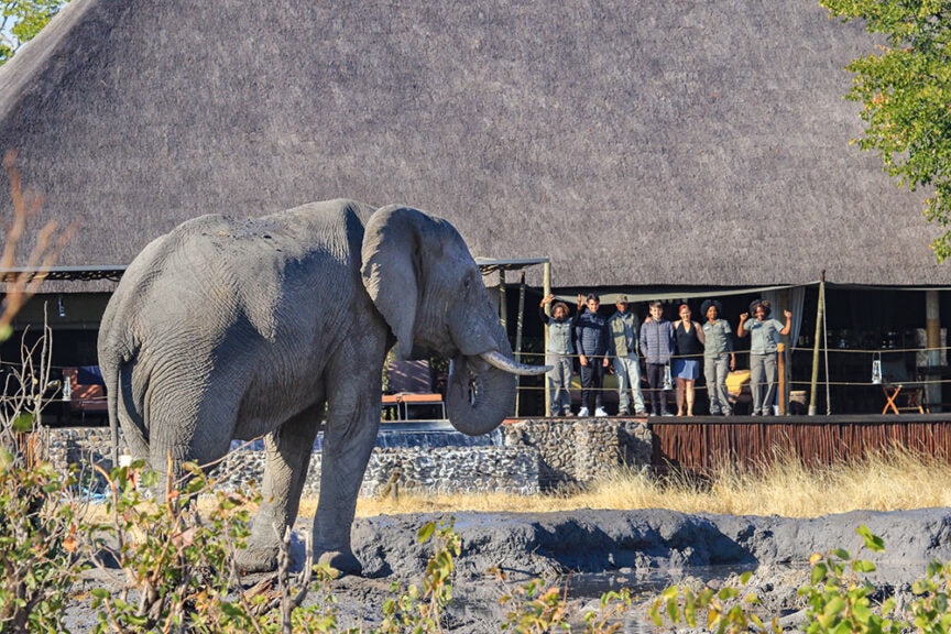 An elephant from the Great Elephant Migration stands near a building with a thatched roof, while a group of people observe and take photos from a deck in the background.