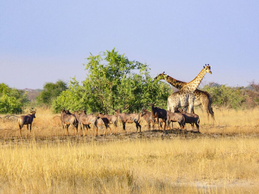 A group of wildebeest stands in a grassy field near shrubs, with two giraffes in the background on a clear day, evoking scenes from the heart of Botswana.