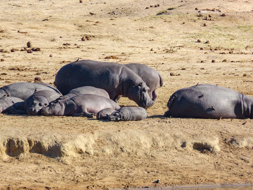 A group of hippos lies and rests on the sandy ground near a body of water, creating a serene scene reminiscent of the tranquil landscapes found in Botswana.