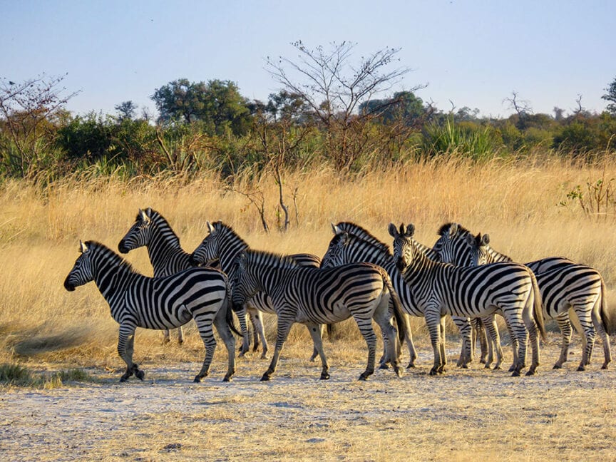 Group of zebras standing together in a dry grassy field with scattered trees and bushes in the background under a clear sky, reminiscent of the landscapes seen in Botswana.