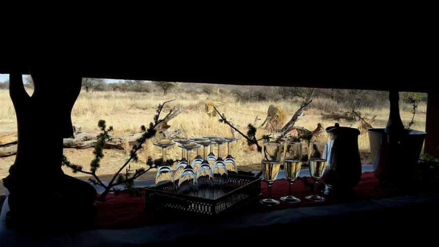 A window view of a savanna with the Kings of Africa, lions, lying in the grass. In the foreground, a tray with upside-down wine glasses, filled glasses of wine, a jug, and a champagne bucket are set on a table.