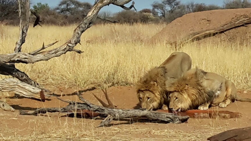Two lions, the kings of Africa, lying down in dry grassland near a fallen tree and termite mound, with sparse trees in the background.