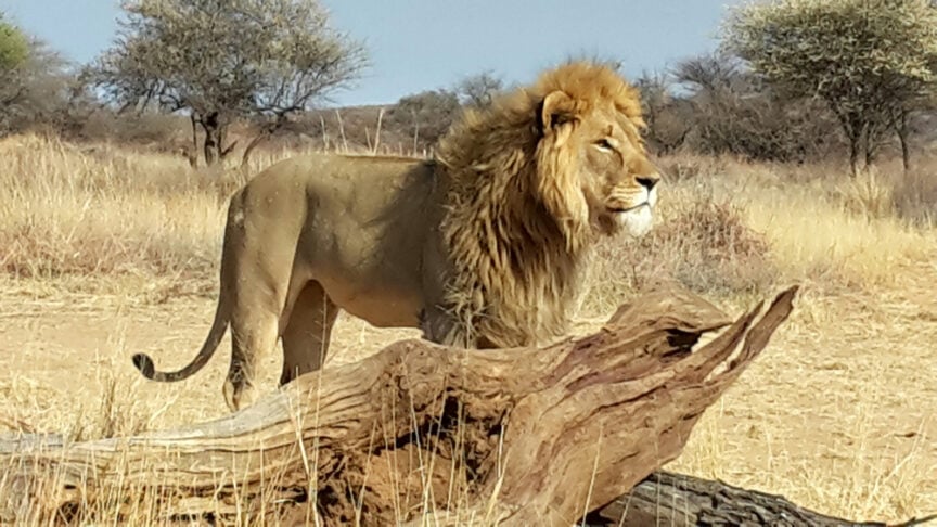 A lion, one of the Kings of Africa, stands regally on a fallen tree trunk in a savannah landscape with dry grass and scattered trees under a clear sky.