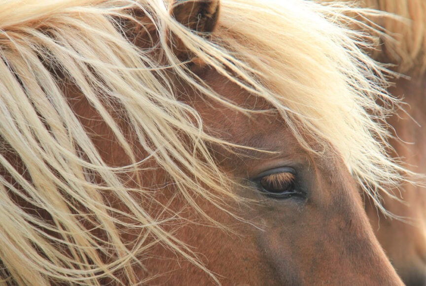 Close-up of a brown horse with a golden mane gently blowing in the wind, as if nature itself were a painter's palette.
