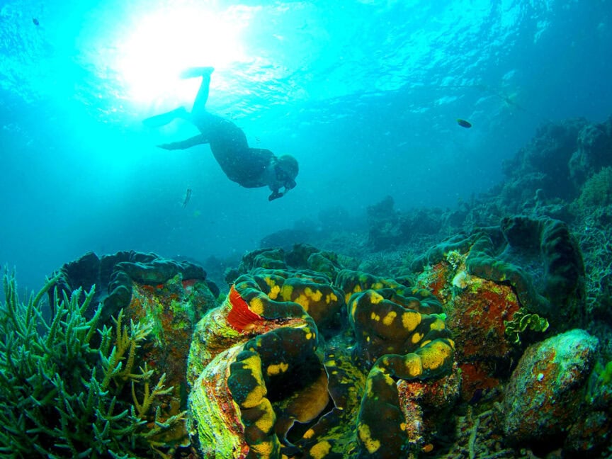 As you snorkel above the vibrant coral reef in Palau, various marine plants and corals bask under the spell of bright sunlight.