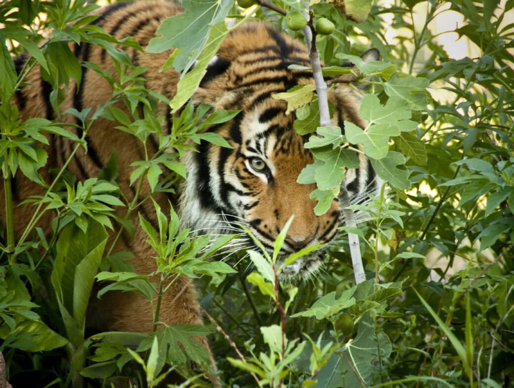 A tiger, one of the majestic big cats, partially hidden by dense green foliage, peers through the leaves with a focused expression.