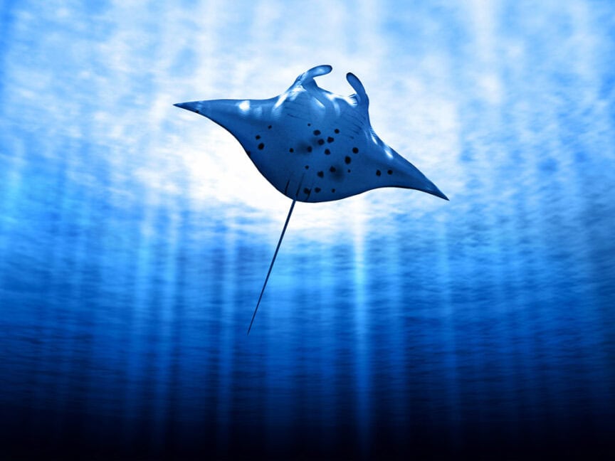 A manta ray swims underwater in a deep blue ocean with light rays filtering down from the surface, offering beginners an enchanting sight perfect for their first snorkeling adventure.