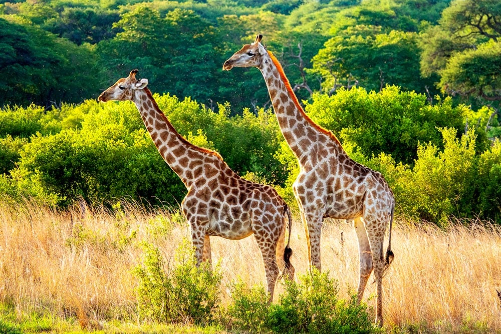 Two giraffes stand side by side in a grassy field, embodying the serene beauty of the Green Season with lush green trees in the background.