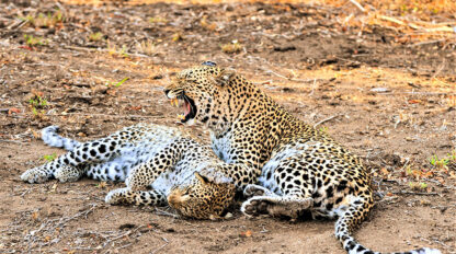 Two leopards resting on the ground, with one yawning and the other lying down with eyes closed, amidst the dry, grassy terrain – a serene morning in the heart of wildlife.