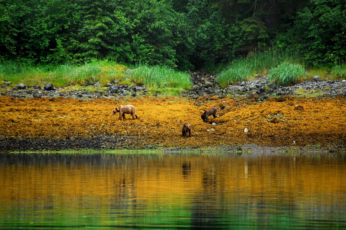alaska inside passage bears on the beach