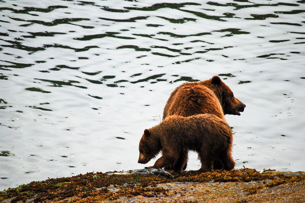 alaska inside passage grizzly and cub