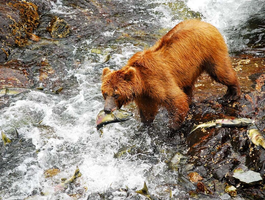 A brown bear stands in a river, holding a fish in its mouth, surrounded by water, rocks, and several other fish. This beautiful scene is reminiscent of the wildlife one might encounter on an expedition through Alaska's Inside Passage near Sitka.