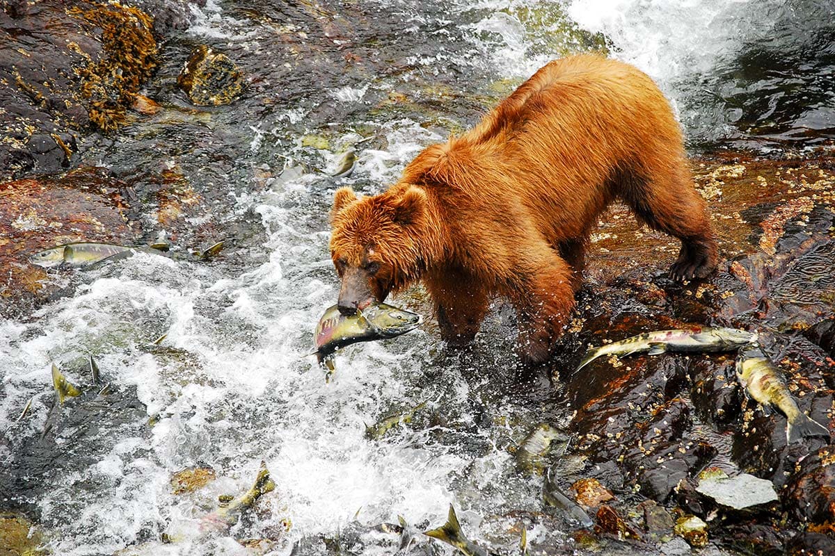 alaska inside passage grizzly eating a fish