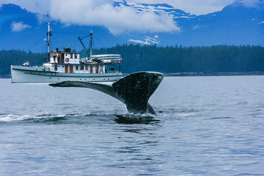 A whale's tail fin emerges from the water near a motorboat in a body of water surrounded by forested mountains, creating one of the best trips for amazing encounters with whales.