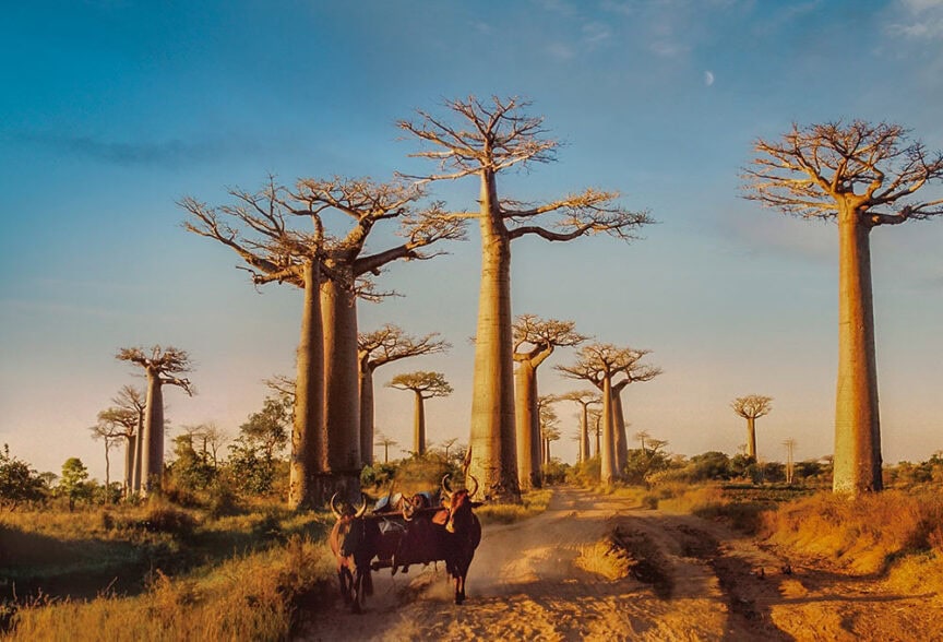 A person rides a cart pulled by two oxen along a dirt road flanked by ancient baobab trees, their towering forms casting pillared shade under a clear sky.