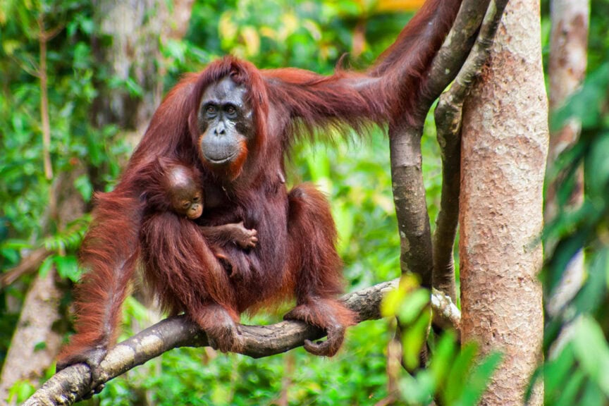 An orangutan and its baby sit together on a tree branch in a lush, green forest, embarking on their daily journey through the Animal Kingdom.