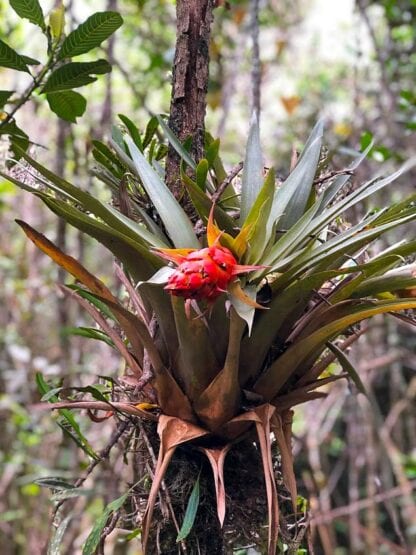 A bromeliad plant with a red flower blooms on a tree trunk in a forested area, offering one of Colombia's amazing experiences for nature enthusiasts exploring this vibrant destination.