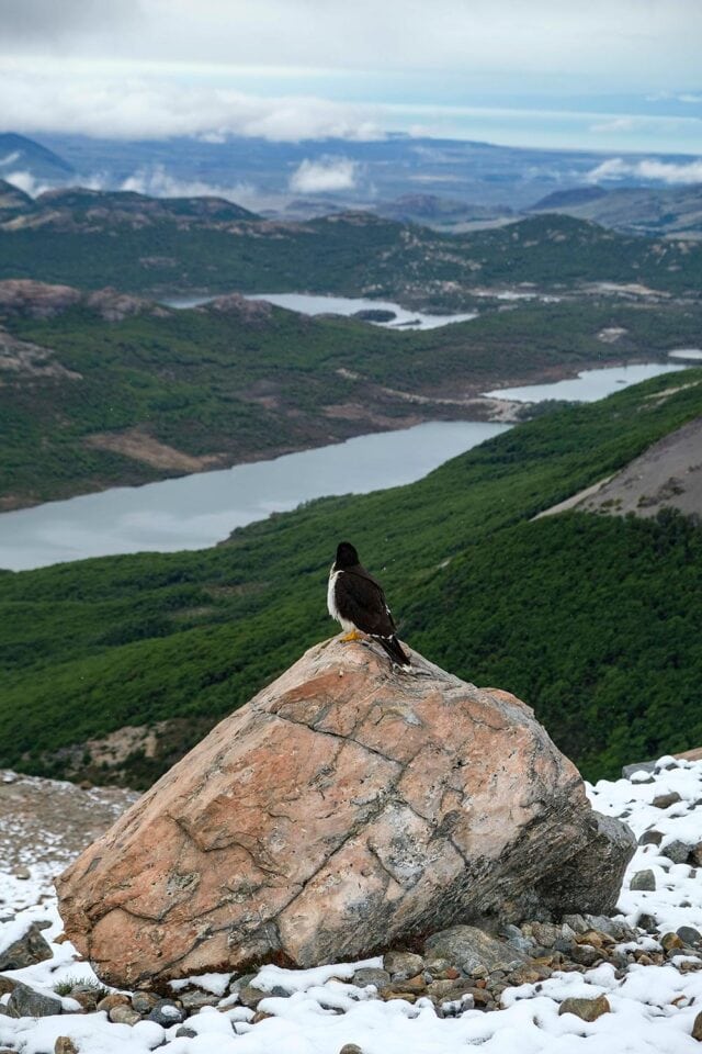 A bird stands on a large rock overlooking a landscape of green hills, a winding river, and distant mountains under a cloudy sky, reminiscent of the rugged beauty of Patagonia.