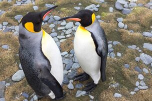 Two King penguins with yellow and black heads, white bellies, and orange beaks stand on a rocky, grassy terrain facing each other, embarking on their journey across the Seventh Continent.